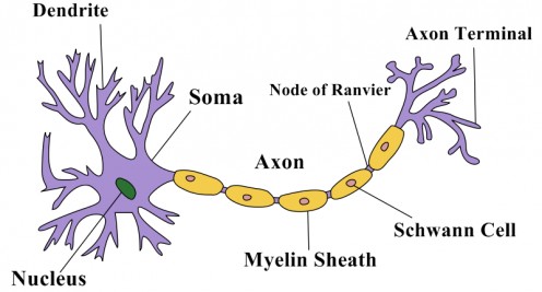 Biological Neuron